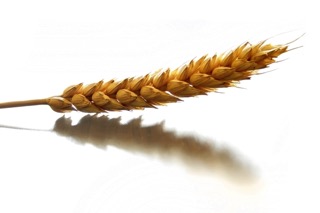 wheat reactivity copy