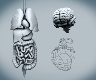 741 leaky gut equals artery plaque